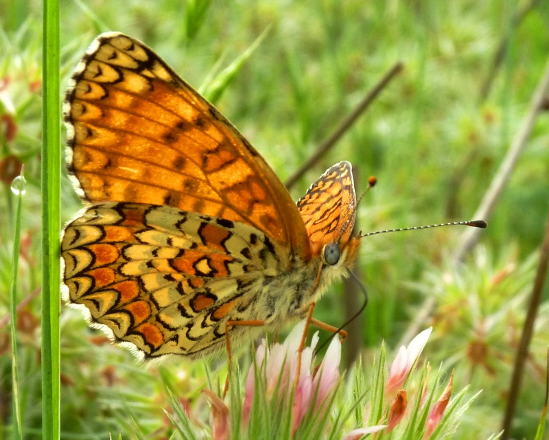 Melitaea molto dubbia : forse M. telona??